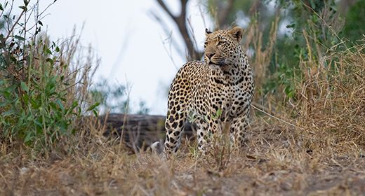 Sabi Sand Reserve