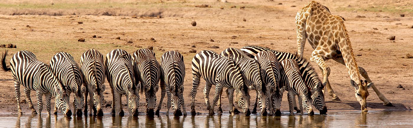 Hwange Wildlife