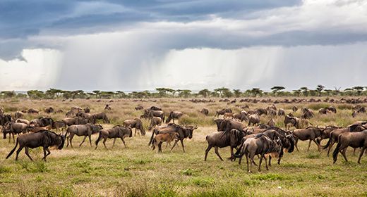 Serengeti