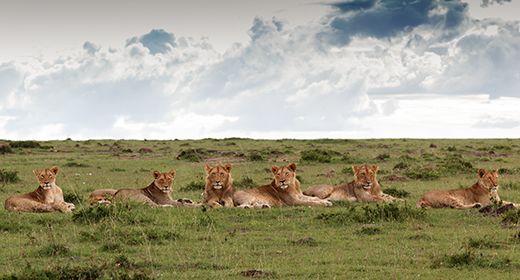 Masai Mara