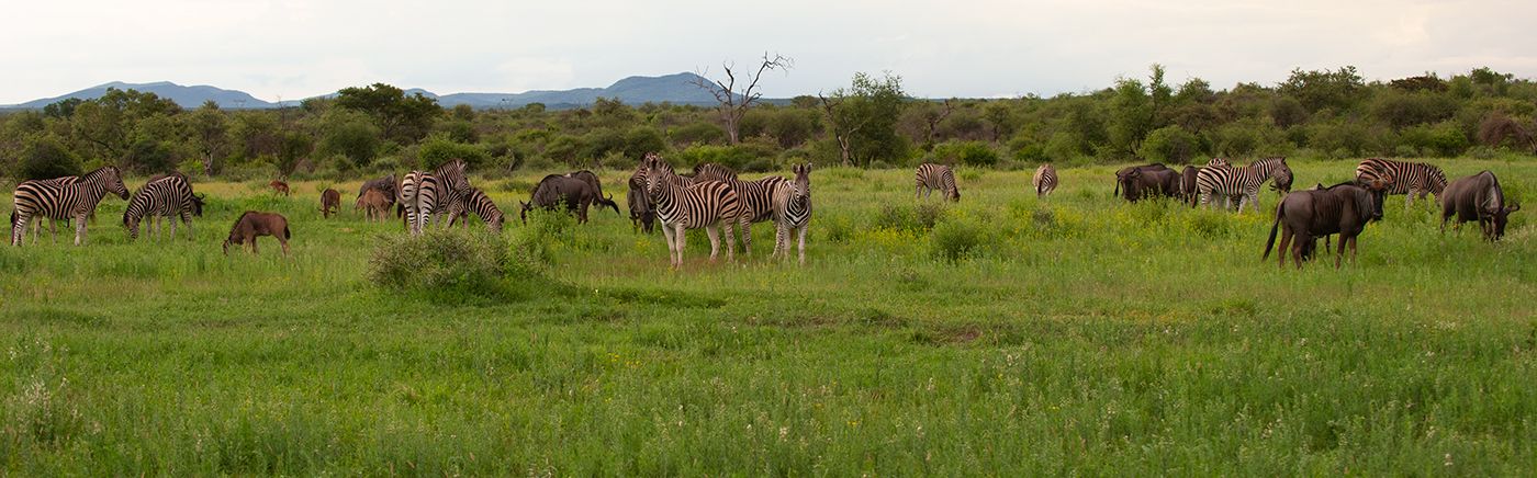 Plentiful Herds