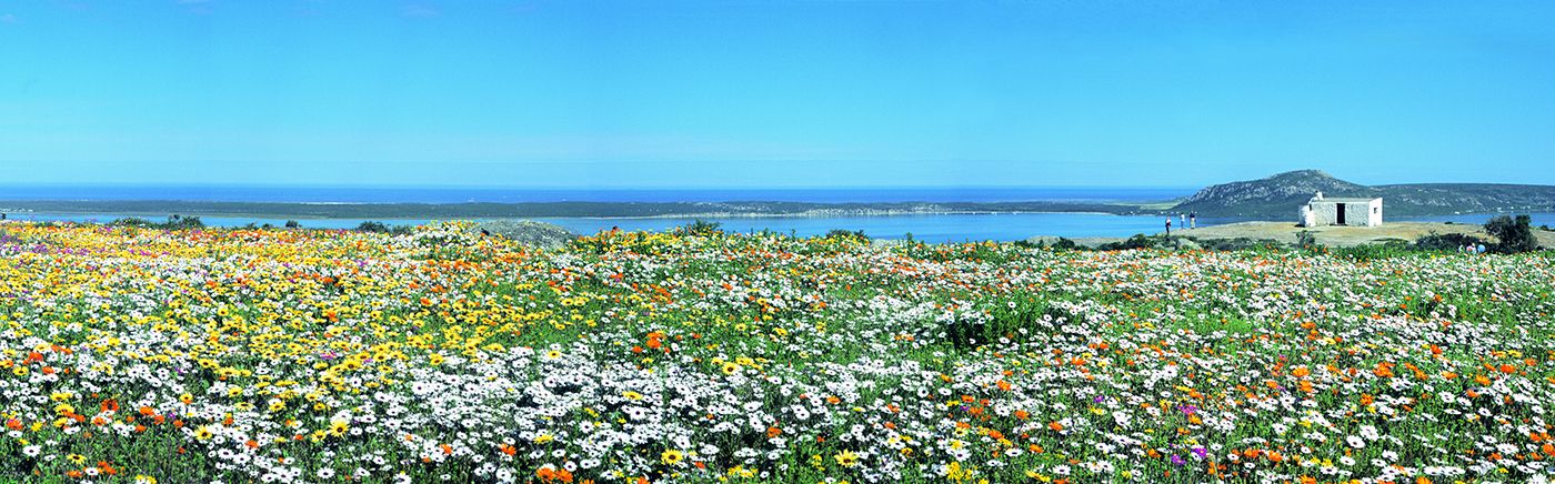 Cape West Coast
