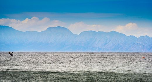 Whale Watching
