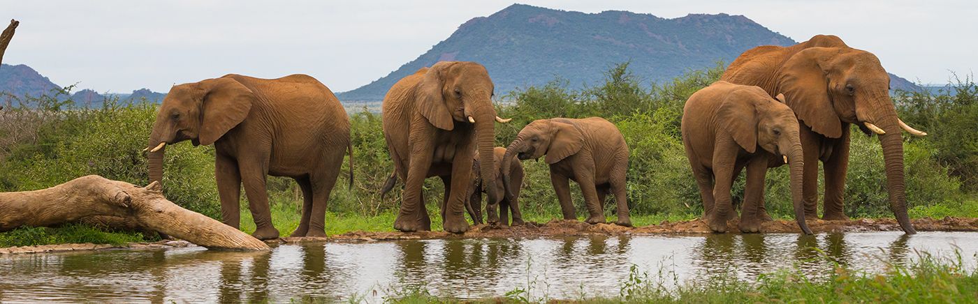 Madikwe