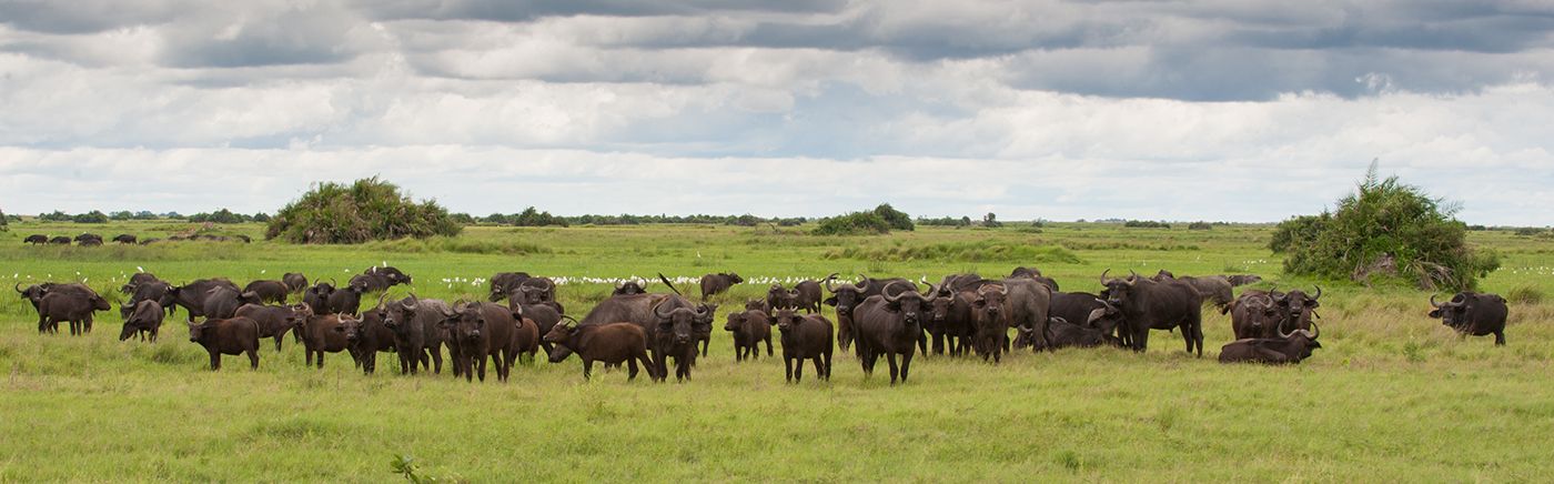 Big Herds