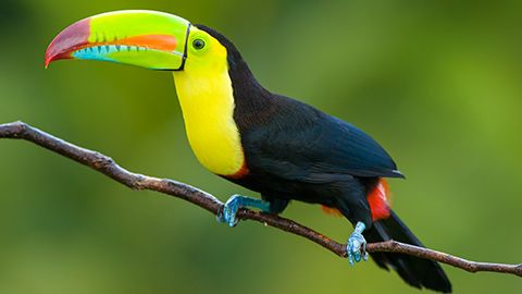 Keel-billed Toucan in Costa Rica