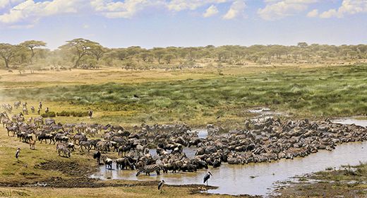 Tarangire Migration