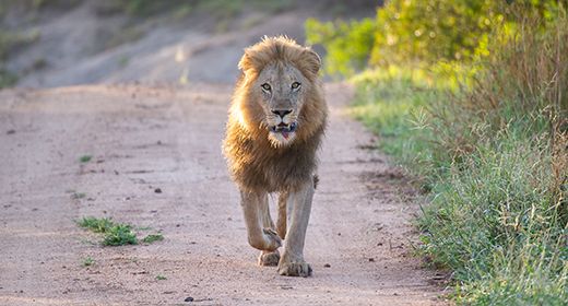 Sabi Sand Lions