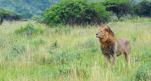 KwaZulu-Natal