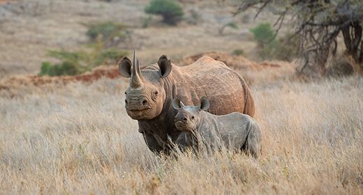 Conserving Wildlife