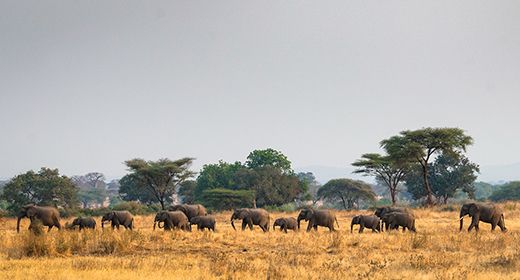 Selous/Nyerere