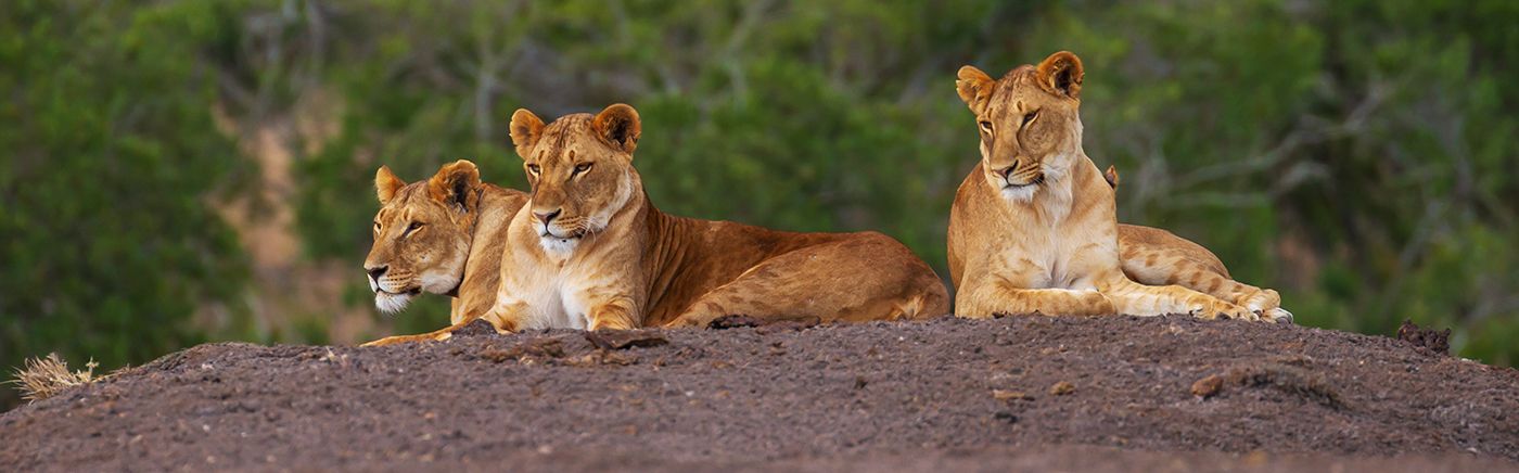 Laikipia Big Cats