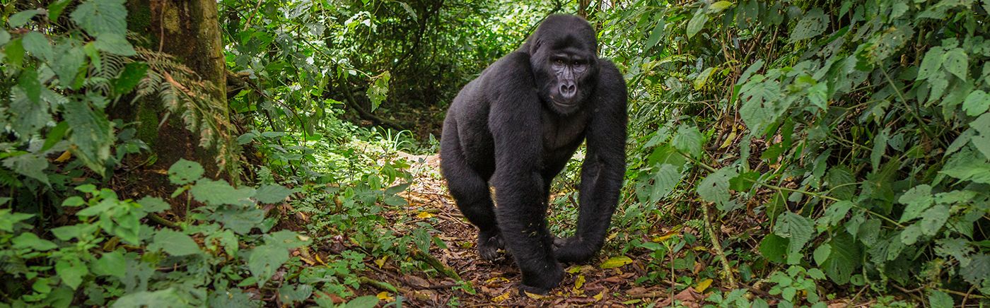 Bwindi