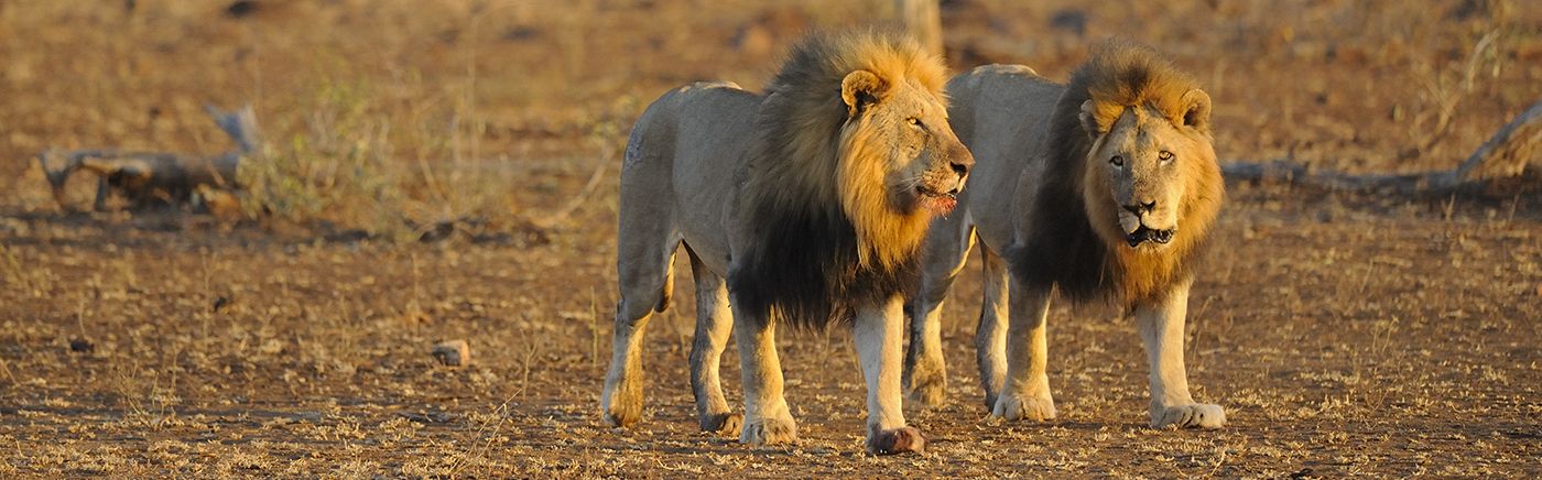 Kruger Park & Lowveld