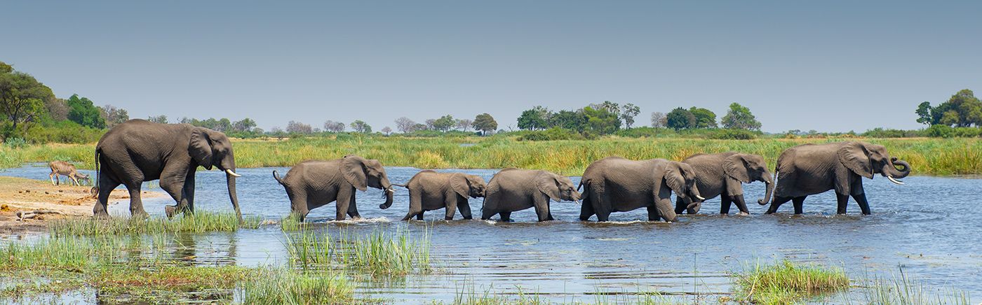 Abundant Herds