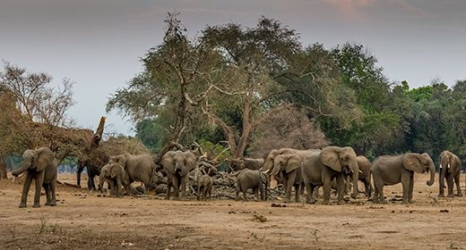 Mana Pools