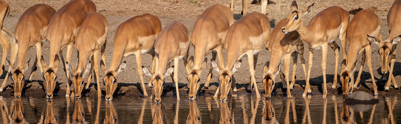 Abundant Wildlife
