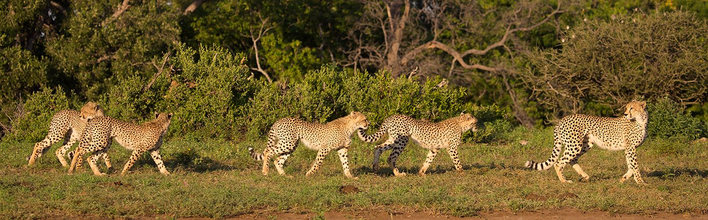 Big Cats