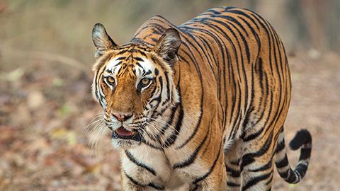 Tiger in India