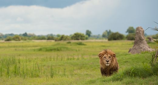 Okavango Delta