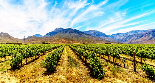 Breede River Valley Winelands