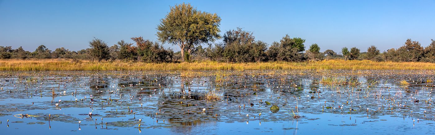 Wetlands