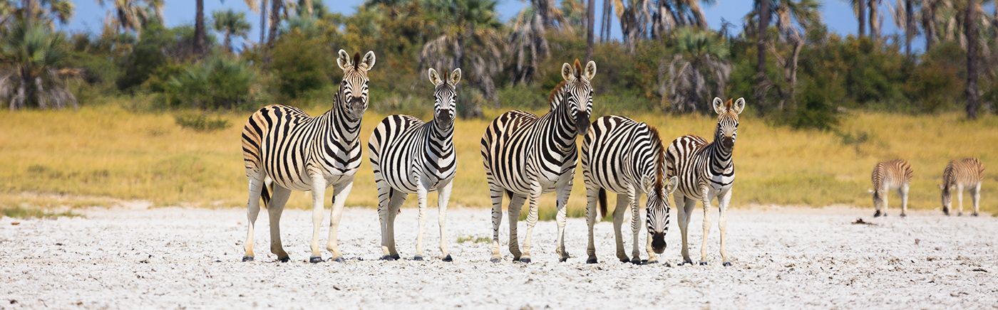 Zebra Migration