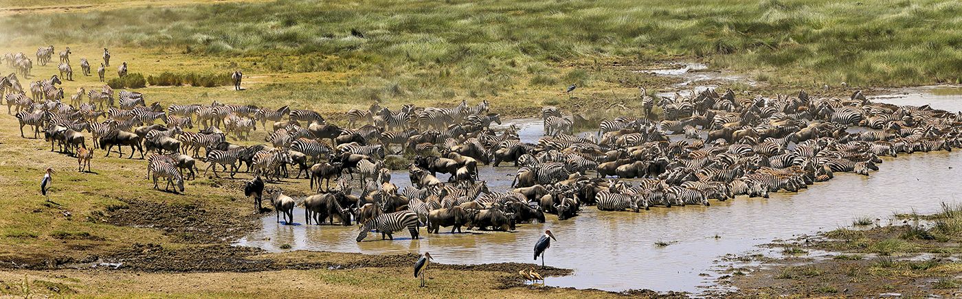 Tarangire Migration