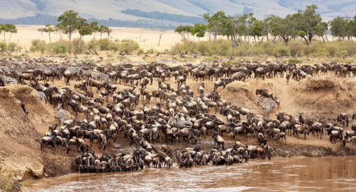 The Great Migration
