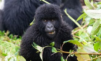 Rwanda
