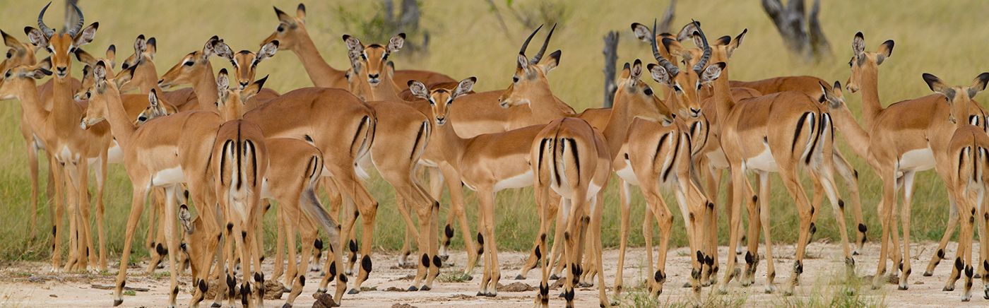 Abundant Herds