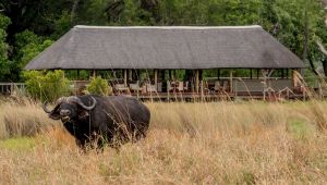 Chitabe Lediba Camp
