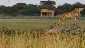 Kalahari Plains Camp