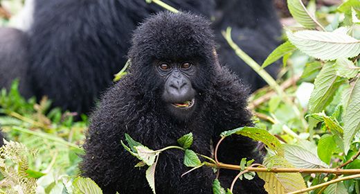 Rwanda