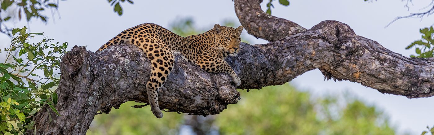 South Luangwa