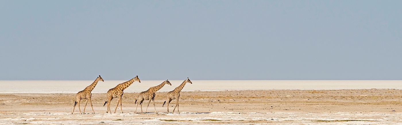 Etosha Wildlife