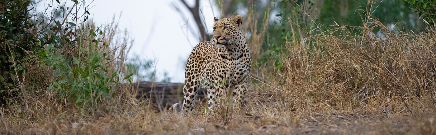 Sabi Sand Reserve