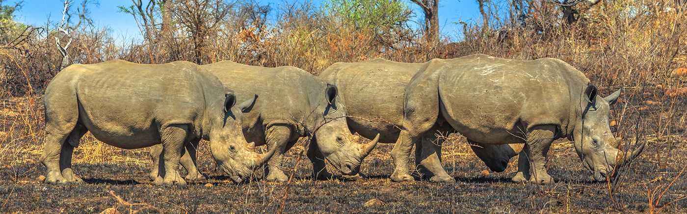 Endangered Wildlife